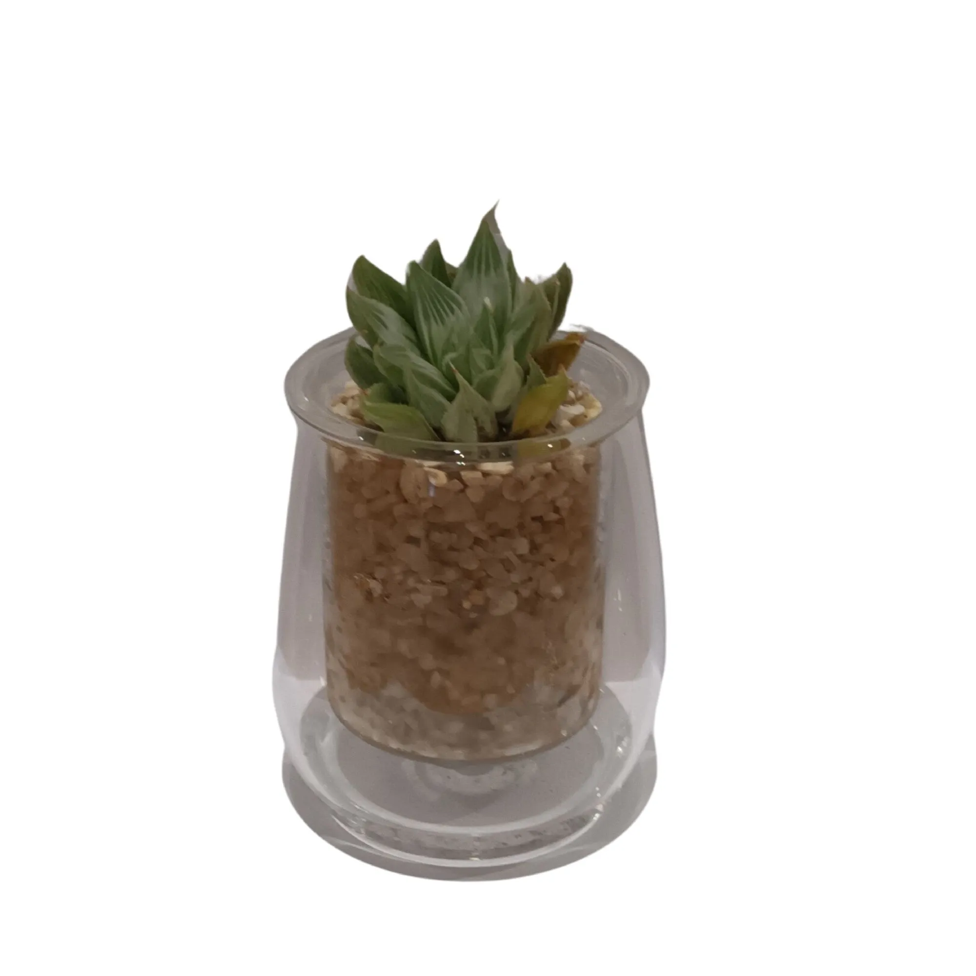 Cup O Flora Mini Self Watering Glass Pot With Succulent