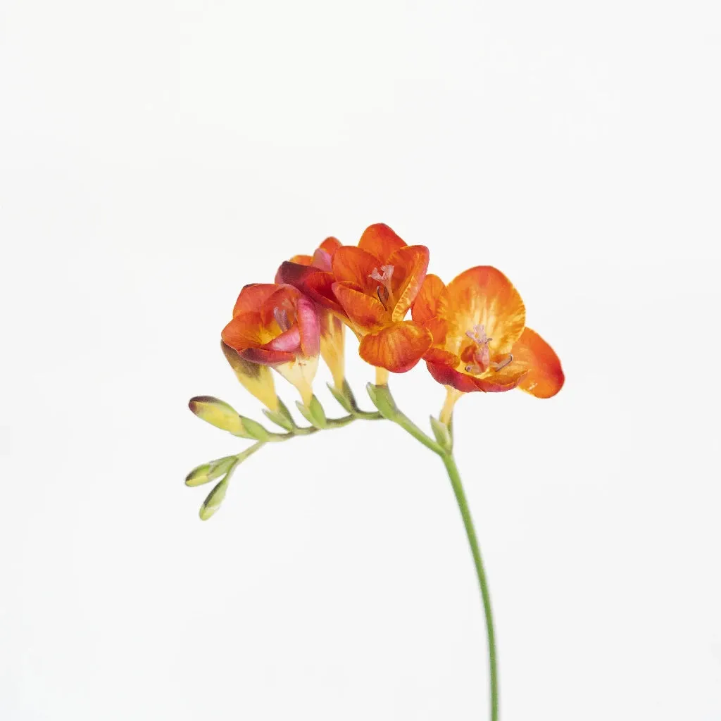 Flaming Red Freesia Flower