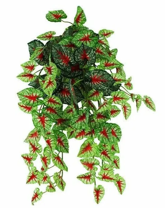 Pangea Caladium Hanging Bush 18"